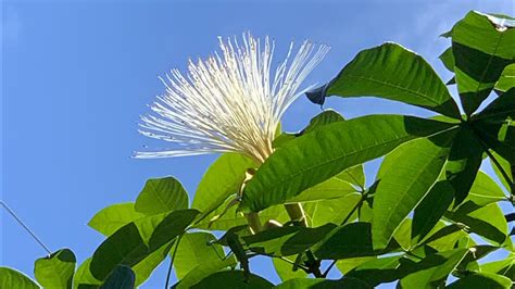 馬拉巴栗開花